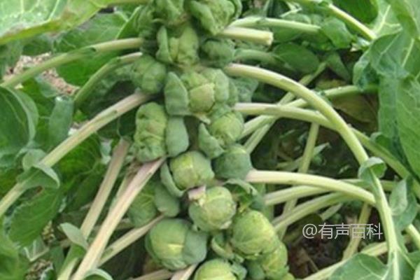 南方适宜种植孢子甘蓝的月份是什么？