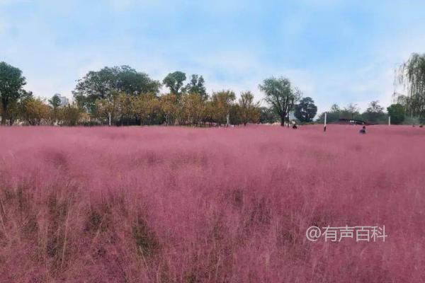 粉色芦苇花是什么？具象如红色云雾