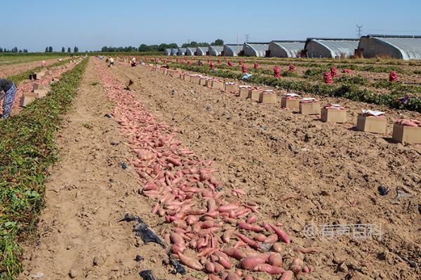 红薯收获时间及地温达到18℃的收获技巧