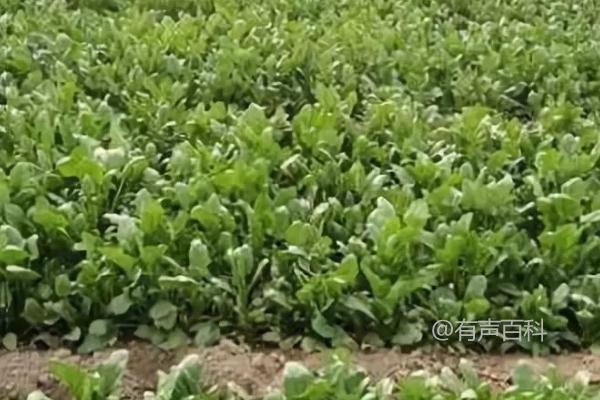 五月能否栽种菠菜？菠菜全年都可以栽种