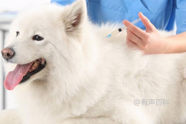 狗狗第三针疫苗可以和狂犬病疫苗一起接种吗？需根据个体情况而定