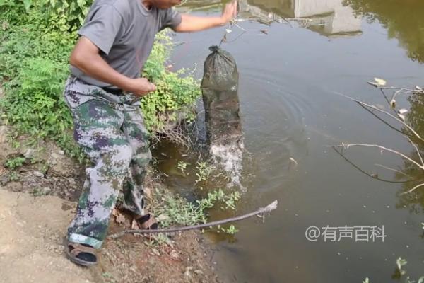 黄鳝地笼的正确放置方法