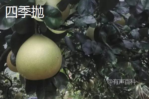 柚子的生长环境及最佳气候条件