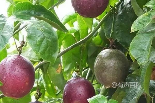 百香果的肥料需求量较大，需肥特性分析