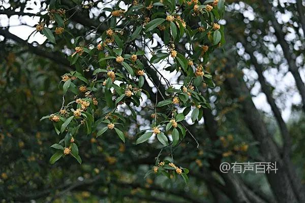 如何种植桂花树？理想生长环境是微酸性的肥沃土壤