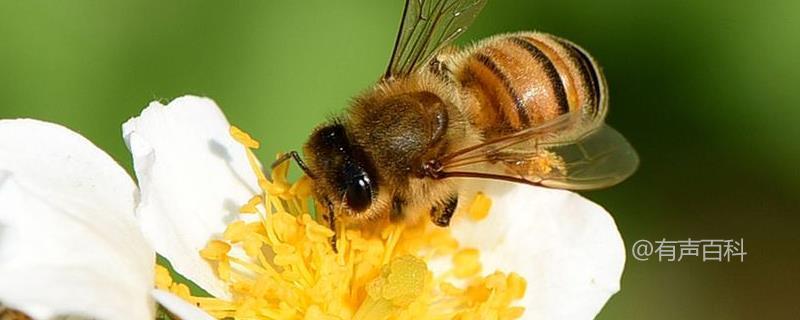 蜜蜂的详细资料有哪些？