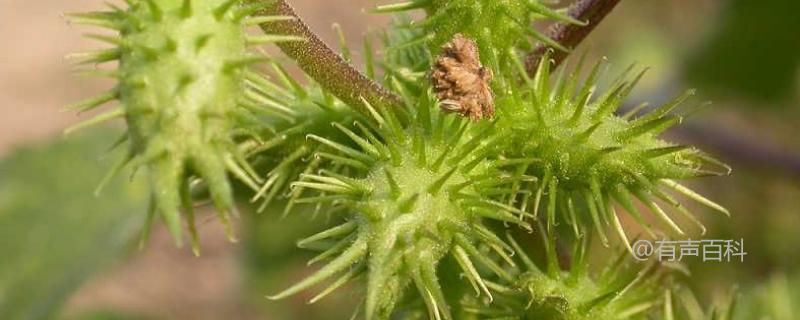 苍耳传播种子的方式及植物传播种子的方法