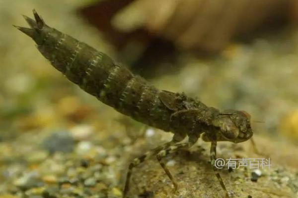 蜻蜓幼虫的食物及饥饿捕食习性