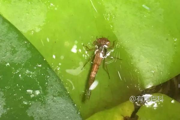 蜻蜓幼虫的食物及饥饿捕食习性