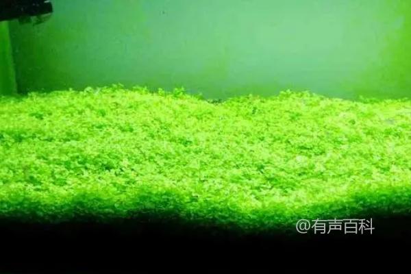 矮珍珠属于阴性水草吗？虽为阴性水草，但需充足光照