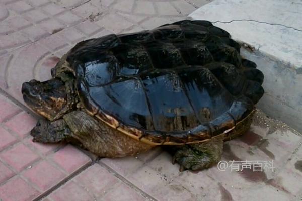 鳄龟饲养知识：鳄龟的饮食习性和喜好