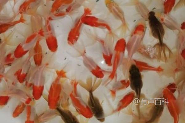 "小金鱼养护指南：如何避免鱼儿死亡，合理喂食和维持水质的重要性"