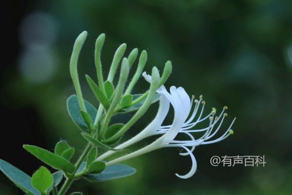 金银花春天可以换盆吗？换盆后植株能更快地恢复生长吗？