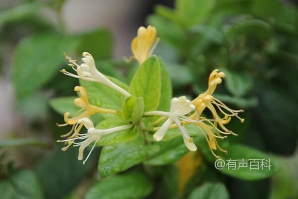 金银花春天可以换盆吗？换盆后植株能更快地恢复生长吗？