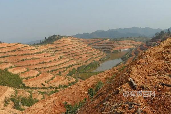 茯苓的发展前景与种植方法详解