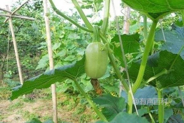 金丝瓜种植技术分享：直播教程及育苗移栽技巧