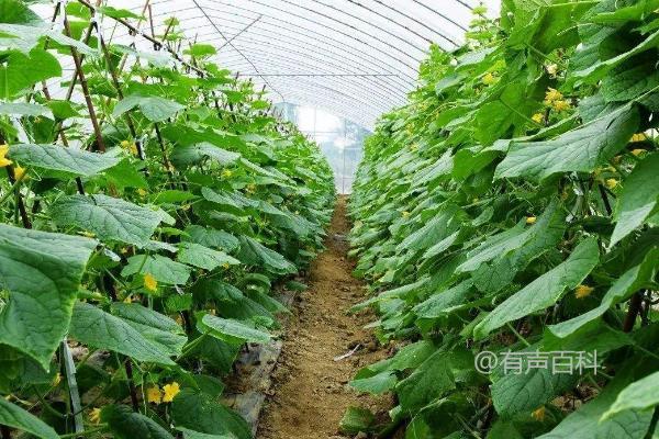 黄瓜怎样开多雌花结果多，定植前施磷钾肥有助促成不定性花芽转化为雌花