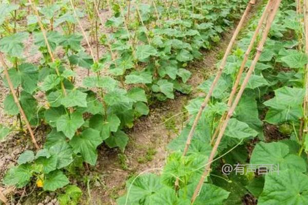 黄瓜怎样开多雌花结果多，定植前施磷钾肥有助促成不定性花芽转化为雌花