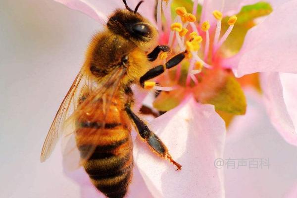 蜜蜂采蜜过程及不同蜂种分工协作