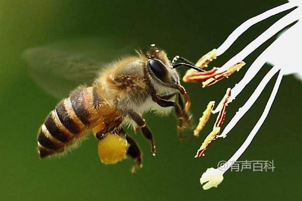 蜜蜂采蜜过程及不同蜂种分工协作