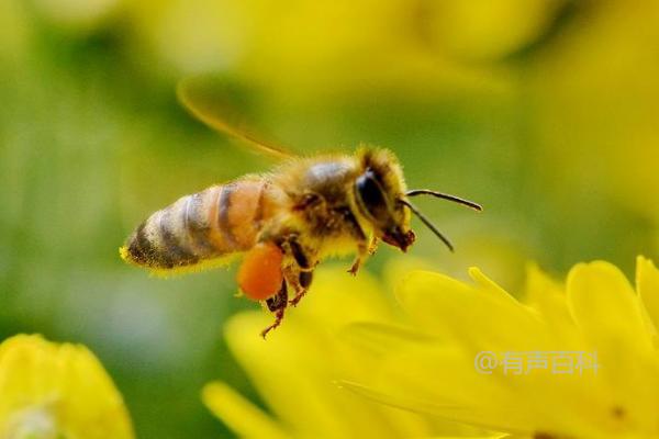 蜜蜂采蜜过程及不同蜂种分工协作