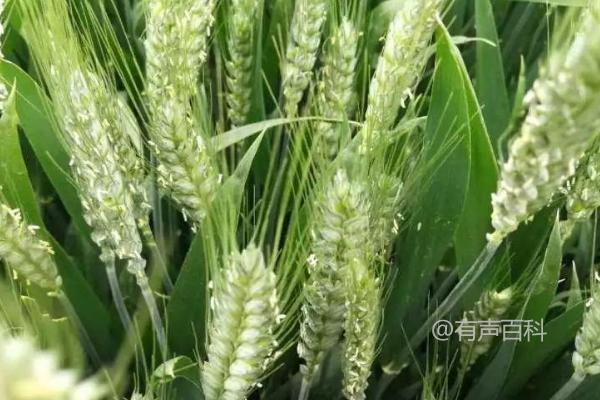 长麦4316小麦品种特性及小穗密度介绍