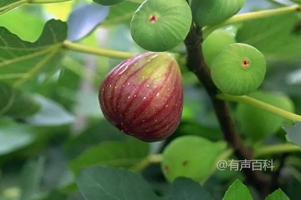 无花果树可以喷洒石硫合剂吗？