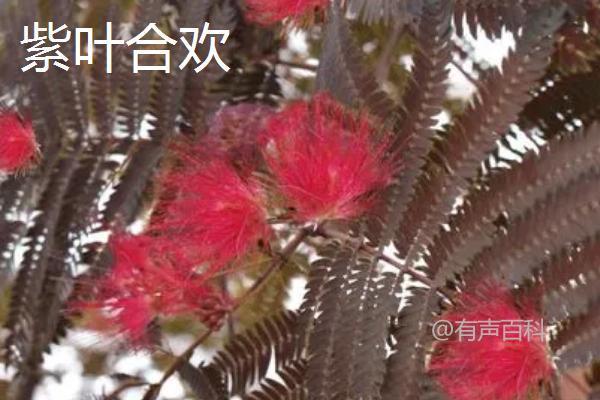 合欢花品种与特点，白天绽放夜晚合闭