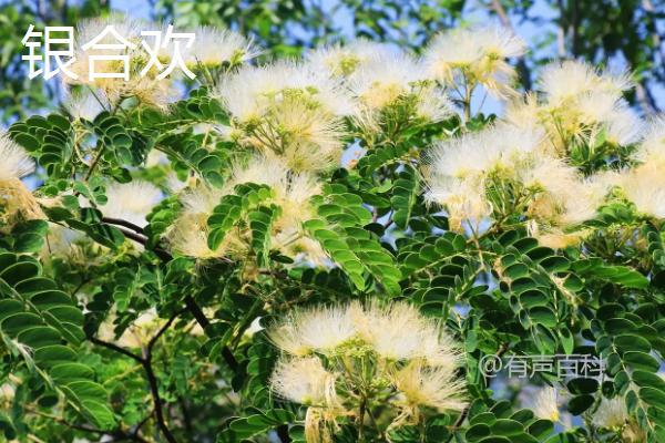 合欢花品种与特点，白天绽放夜晚合闭