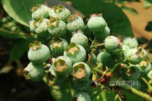 蓝莓防虫有效方法：人工捕杀和药剂喷洒