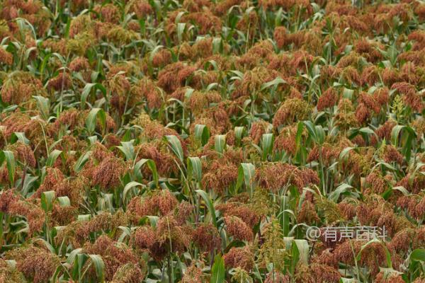 甜一号种植适合在甘肃酒泉、张掖、武威等地种植