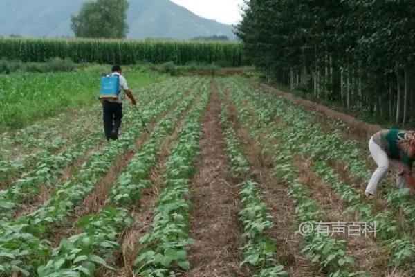 绿豆害虫种类及防治方法：蛴螬、小地老虎、蚜虫等