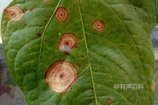 绿豆害虫种类及防治方法：蛴螬、小地老虎、蚜虫等