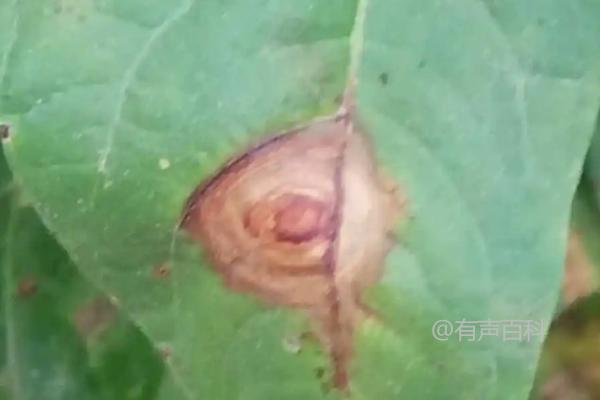 绿豆害虫种类及防治方法：蛴螬、小地老虎、蚜虫等