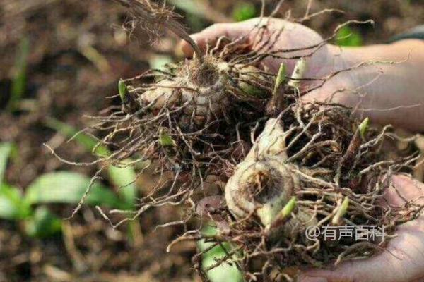 白芨种植成本与利润，风险评估一览