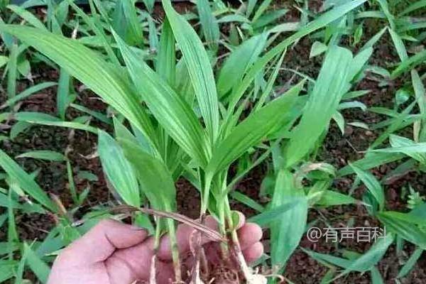 白芨种植成本与利润，风险评估一览