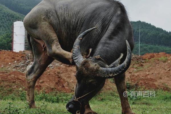 水牛养殖周期，附带养殖方法建议