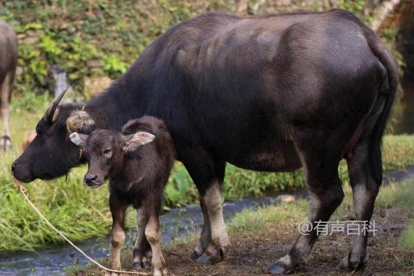 水牛养殖周期，附带养殖方法建议