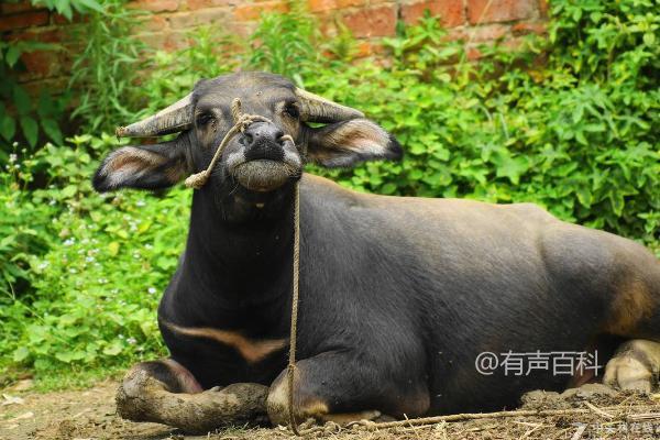 水牛养殖周期，附带养殖方法建议