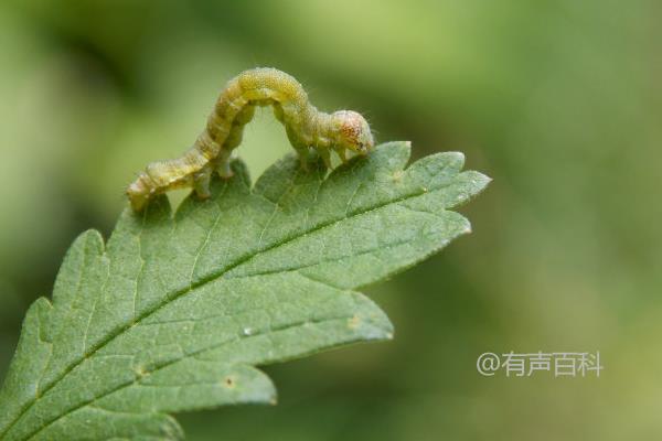 养蚕技术揭秘：不同阶段的蚕饲养技巧