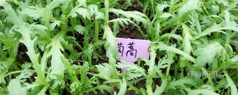 茼蒿的种植时间和栽培技术要点