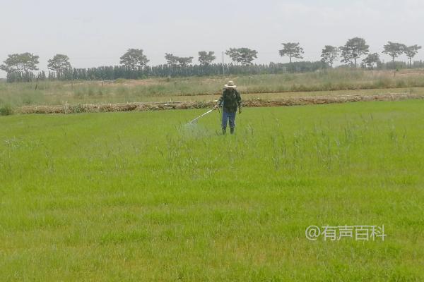 安达星除草剂对水稻产量的影响