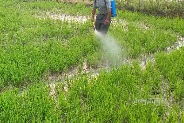 安达星除草剂对水稻产量的影响