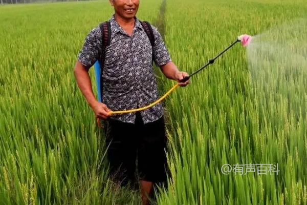 水稻田常见除草剂及正确使用方法