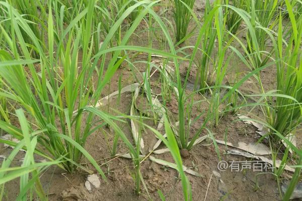 水稻田常见除草剂及正确使用方法