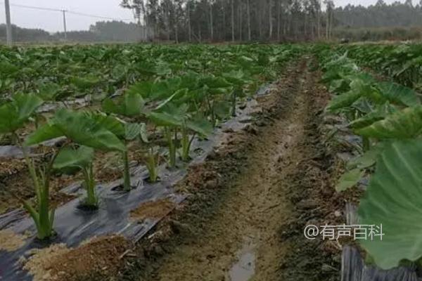 立春时节最适合种植芋头