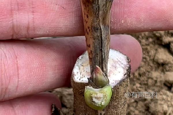 牡丹嫁接方法介绍：嵌接、腹接、芽接等技巧分享