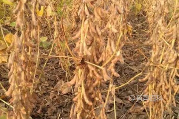 当大豆出现死苗现象时，可能由顶枯病、孢囊线虫和豆秆蝇病等引起。