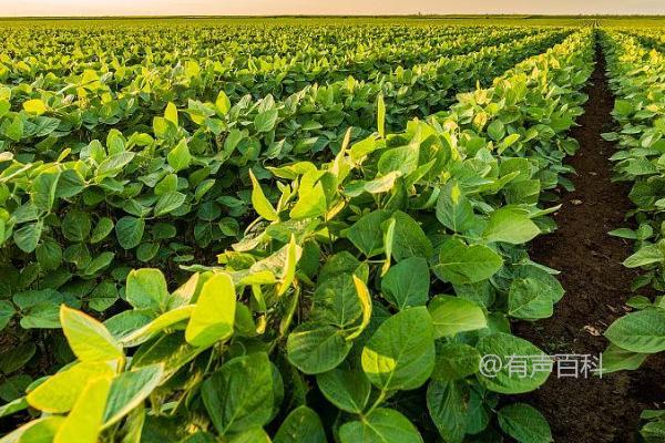 当大豆出现死苗现象时，可能由顶枯病、孢囊线虫和豆秆蝇病等引起。