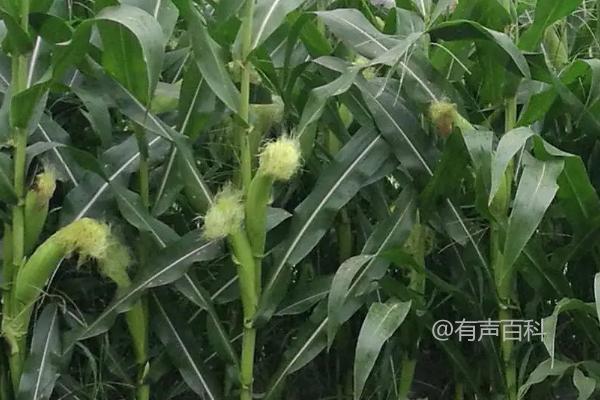 宇玉971玉米品种介绍，种植密度4000-4500株/亩